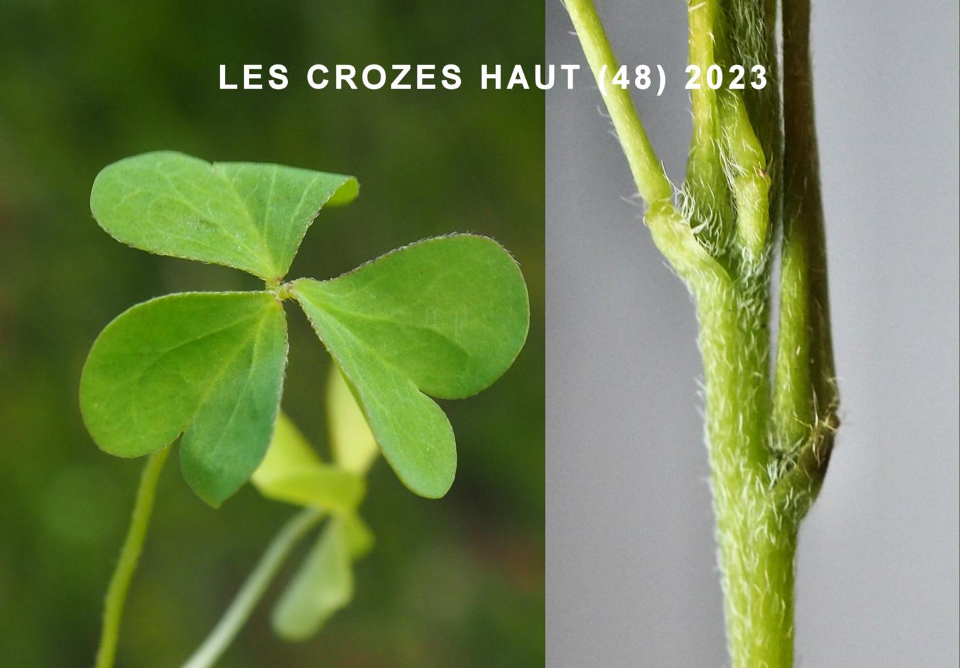 Sorrel, Upright yellow leaf